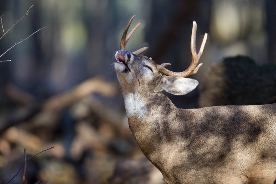Preserving Nature's Essence: The Art and Science of Enhancing Urine Hunting Attractants - Tactical VAPOR