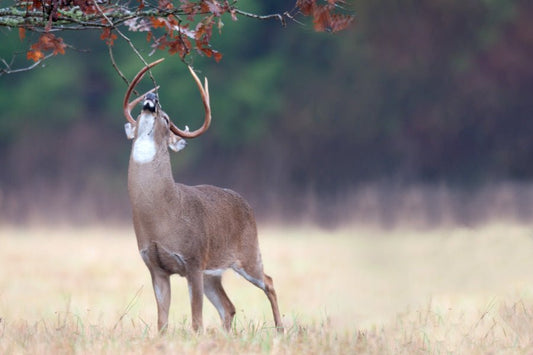 The Silent Threat: Understanding Prion Formation in Rotten Hunting Urine Attractants - Tactical VAPOR