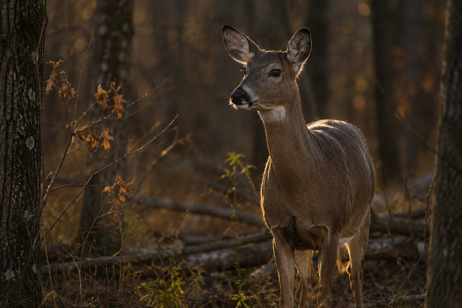 True Signal™ opening visual showing protected fresh urine signal for deer hunting.
