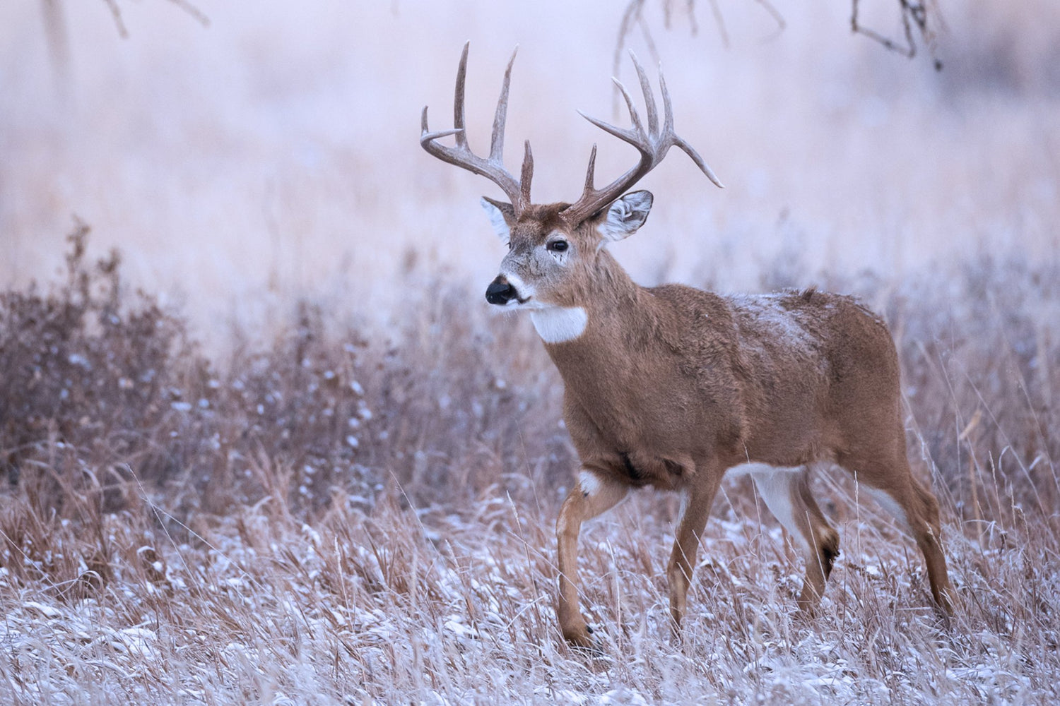 WARM WICK® hero image showing a buck in snowy woods during cold-front hunting conditions.